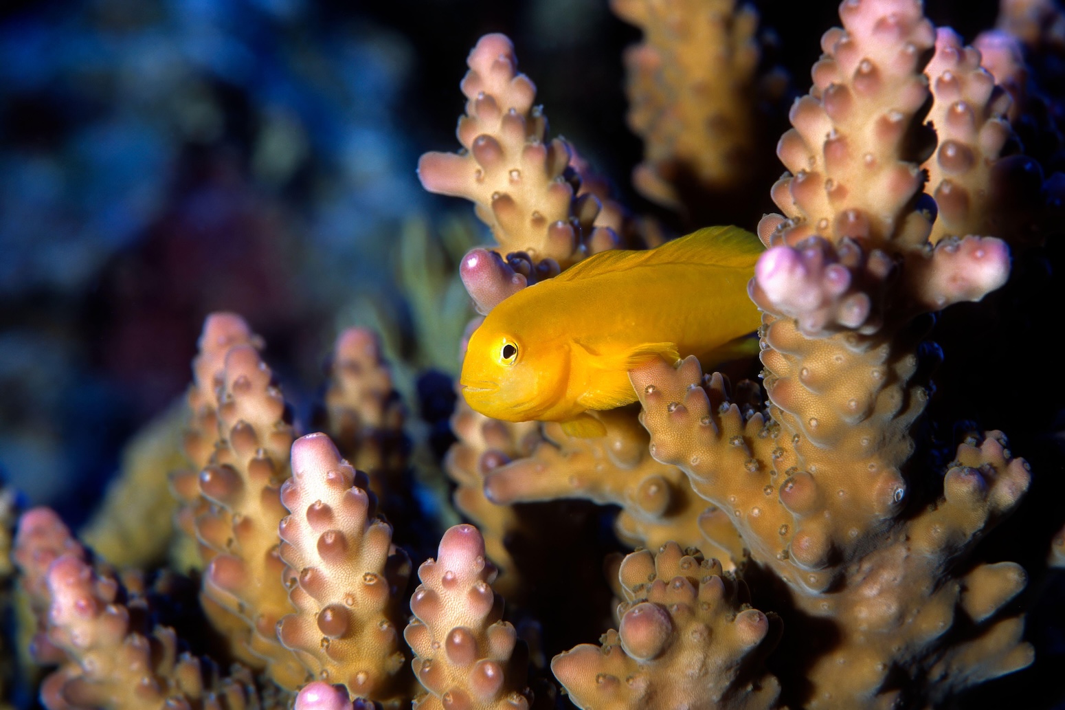 COP17: Which countries have released new pledges to tackle nature loss?