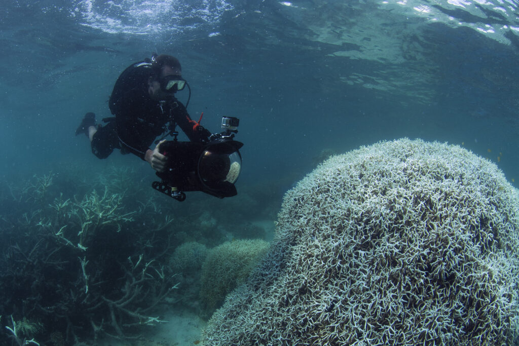 Most of the World’s Shallow Coral Reefs Could Collapse in the Next 50 Years
