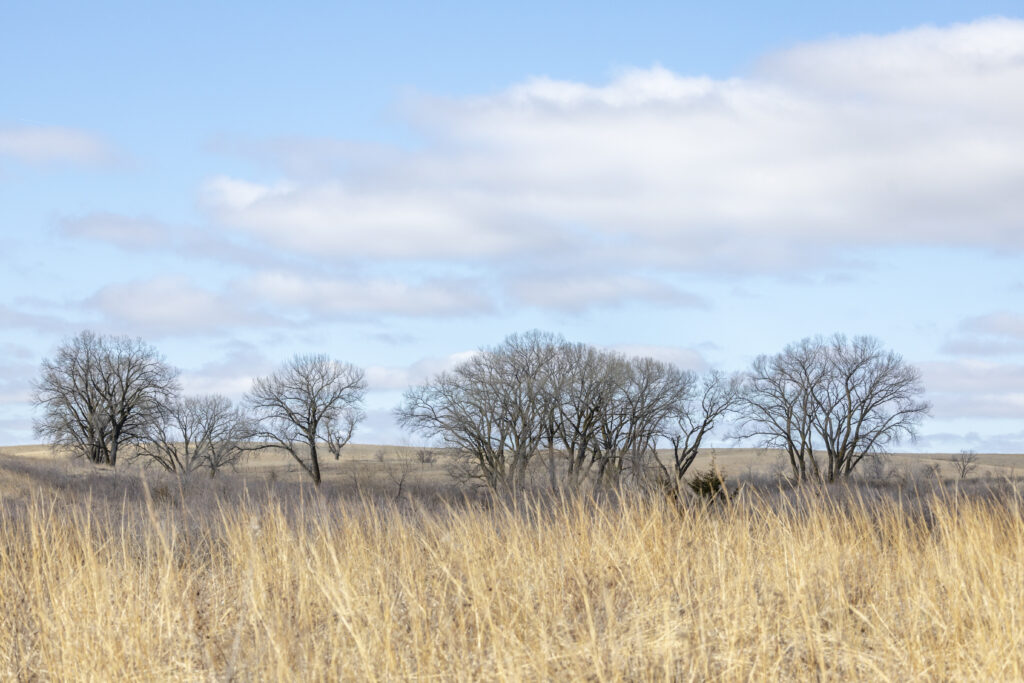 Production Agriculture Is Driving Grasslands Loss Across North America
